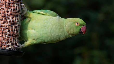 Types Of Green Parrots