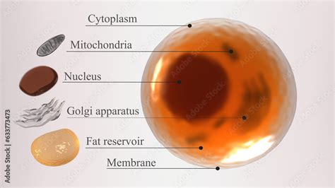 Fat Cell Structure 的图像结果