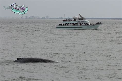 Whale Watching! Rudee Tours Virginia Beach, VA | Whale watching, Whale ...