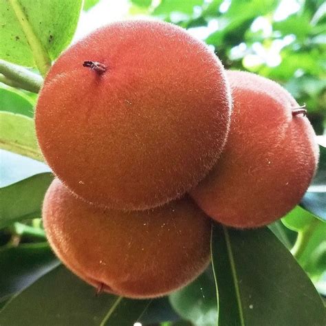 Velvet Apple Fruit Plant (Diospyros Blancoi) – veliyathgardens