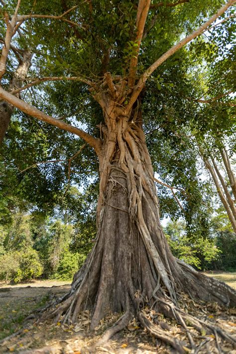 Yohimbe: The Ultimate Guide to Nature's Potent Stimulant