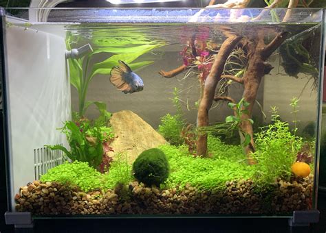 My 5 gallon betta tank : r/PlantedTank