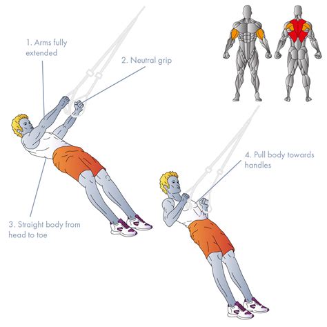 Image result for Inverted Row Muscles