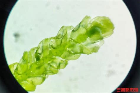 莲叶 的图像结果