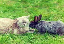 Image result for Nature Cat Rabbit