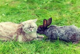 Image result for White Cat and Rabbit