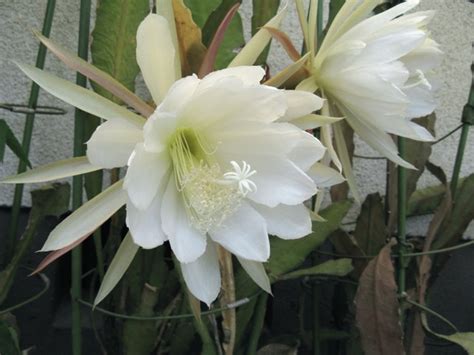 クジャクサボテン に対する画像結果