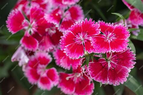 Premium Photo | Bright pink sweet william flowers dianthus barbatus ...