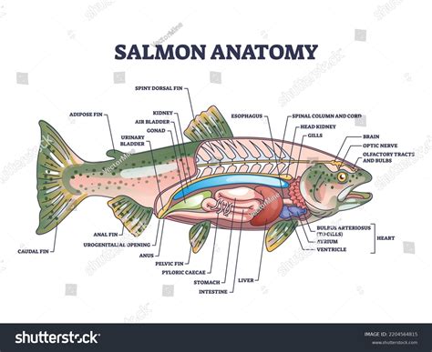 Goldfish Internal Anatomy