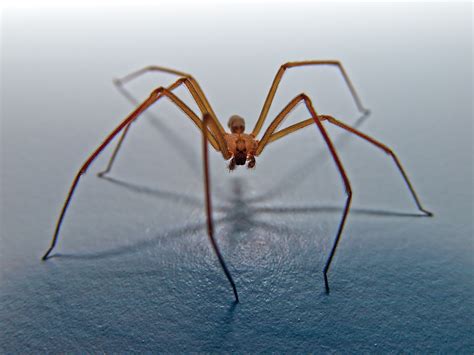 Worlds Deadly Spider Meet Big Boy: Newly Discovered Spider Species Is