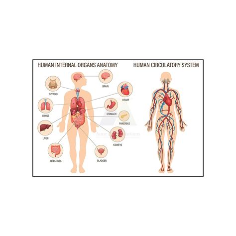 Anne Print Solutions® Human brain anatomy posters (Without Frame) For ...