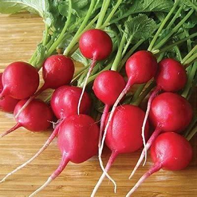 Reddish Red Round Seeds Vegetable Seeds For Winter Season pack of 30 ...