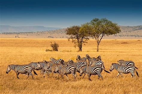 World Cassowary Day 2024|| Emu|| UPSC Current affairs