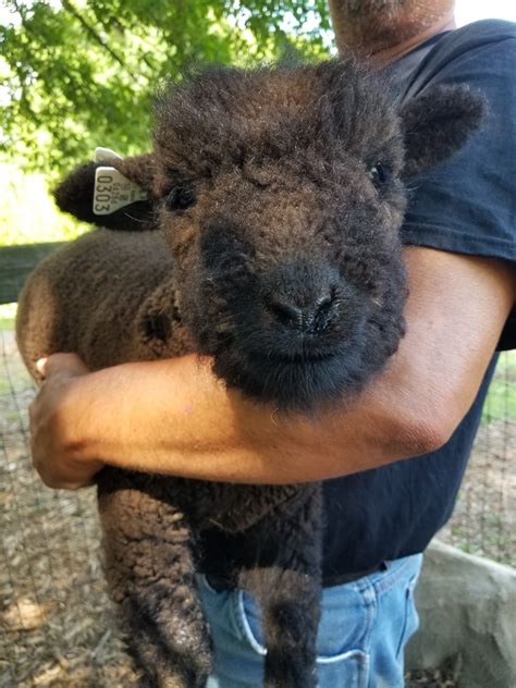 Miniature Babydoll Southdown Sheep For Sale - Tanglewood Farm Miniatures