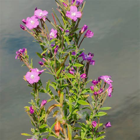 Epilobium hirsutum - Bloemerij