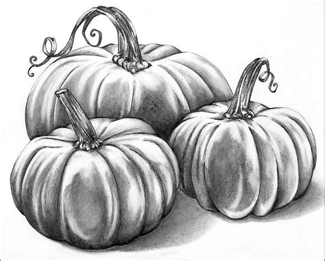 Graphite Pencil: Pumpkin Patch | Pumpkin drawing, Pumpkin sketch, Fall ...
