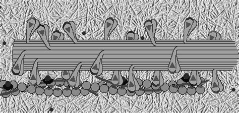 Image result for Muscle Contraction Process Animation