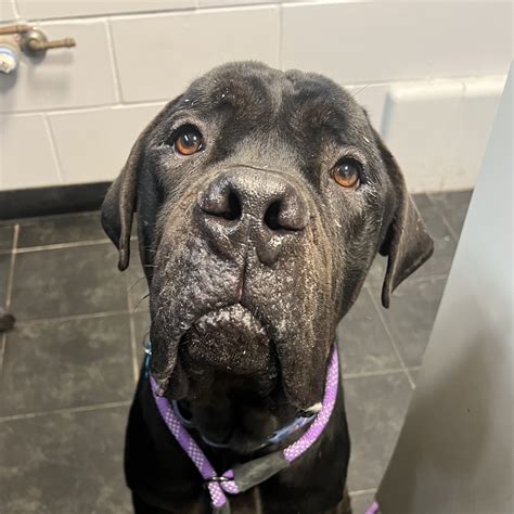 Burger - 15/10 Foundation