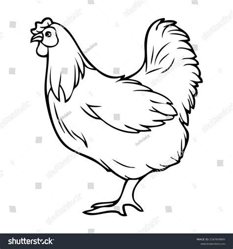 Chicken Drawing Outline
