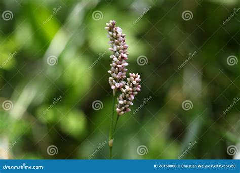 Persicaria Maculosa. Common Names Lady`s Thumb, Spotted Lady`s Stock Photography | CartoonDealer ...