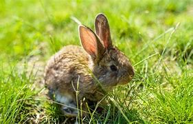 Image result for How to Care for Wild Baby Rabbits