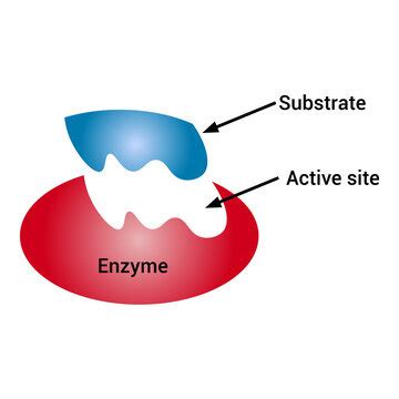 Image result for Enzyme Activity Lab Report Example