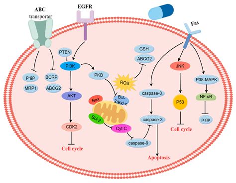 Research Progress of Plant-Derived Natural Products against Drug ...