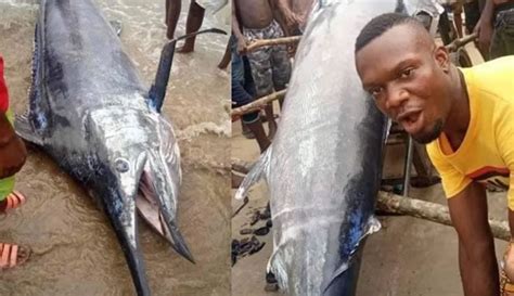 尼日利亚男子捕获3公尺大鱼兴奋宴请全村 吃完才知道是价值百万美元的大西洋蓝枪鱼 - 神秘的地球 科学|自然|地理|探索