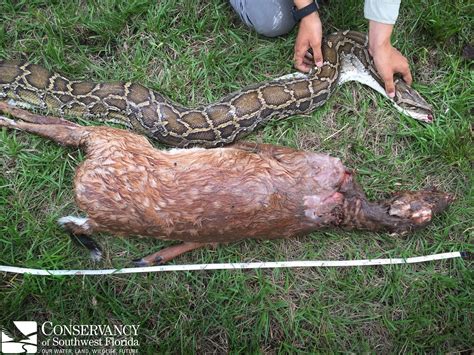 Image result for Burmese Python Eating Dog