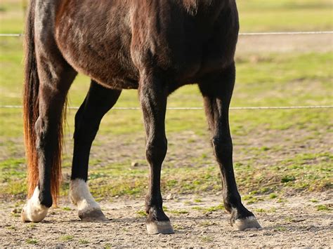 Horses with Fetlock Leg Markings - The Equinest