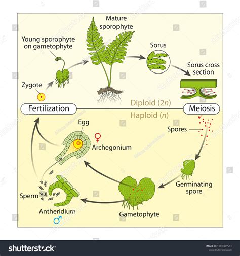 Life Cycle Fern 스톡 일러스트 1281305533 | Shutterstock