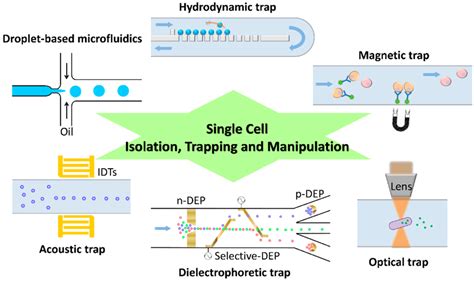 Get to Understand More from Single-Cells: Current Studies of ...