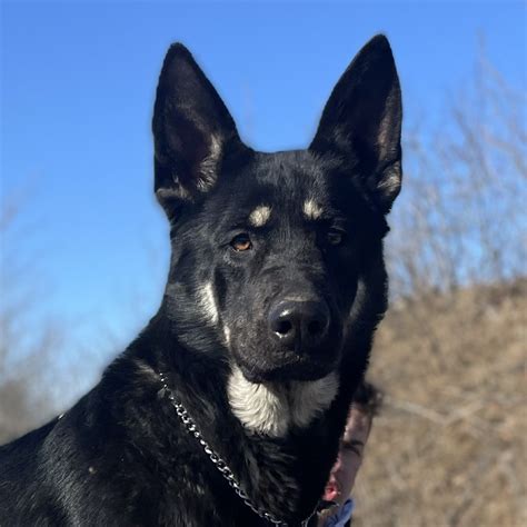 Tesa | RMD East-European Shepherds