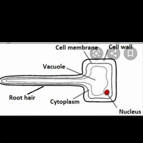 what are the adaption of root hair cell xylem and blood cell with ...