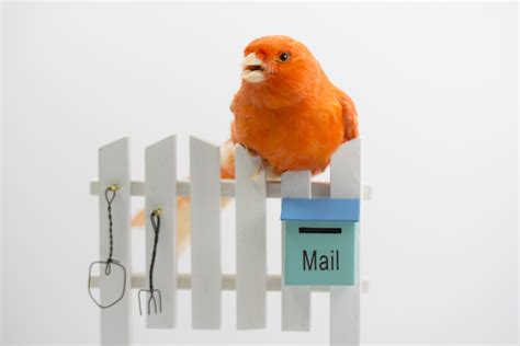 Image result for Pointer Pointer.com