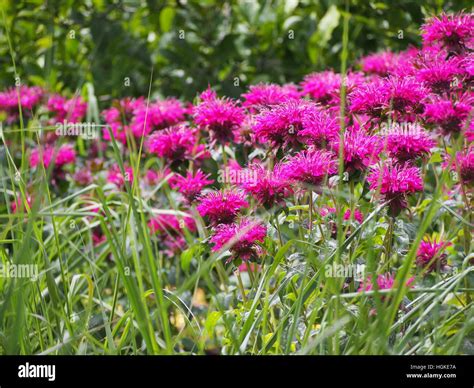 Monarda (bee balm, horsemint, oswego tea, bergamot) in full bloom Stock ...
