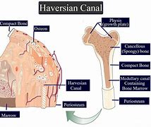 Image result for Haversian