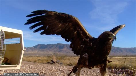 TUCSON WILDLIFE CENTER - GuideStar Profile