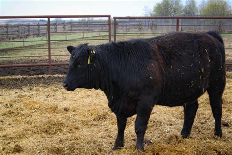 October WASDE report shows rising cattle production and strong market ...