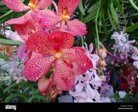 Quezon City, Philippines. 2 September, 2014. Different endemic orchids seen in the Philippines ...
