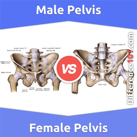 Male vs. Female Pelvis: 6 Key Differences, Pros & Cons, Similarities | Difference 101