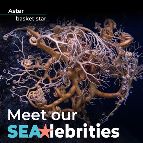 Meet SEAlebrities - Seattle Aquarium
