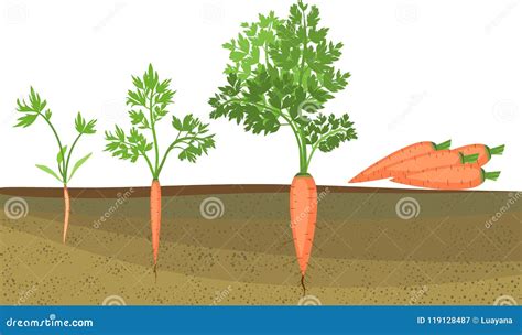 Carrot Growth Stages