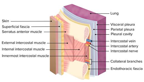 Layers Of Pleura