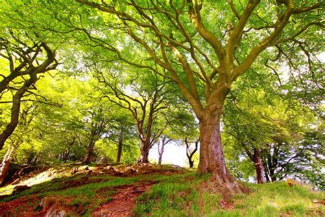 树木设计图__树木树叶_生物世界_设计图库_昵图网nipic.com