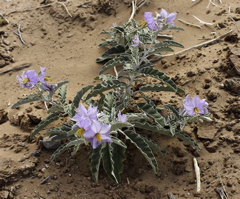 Solanum elaeagnifolium - Plant Biodiversity of South-Western Morocco