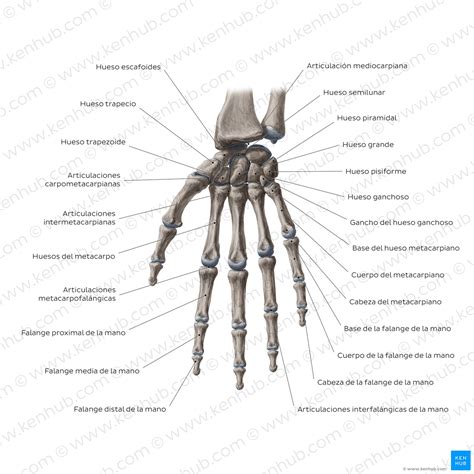 Falanges de la mano: Anatomía y función | Kenhub