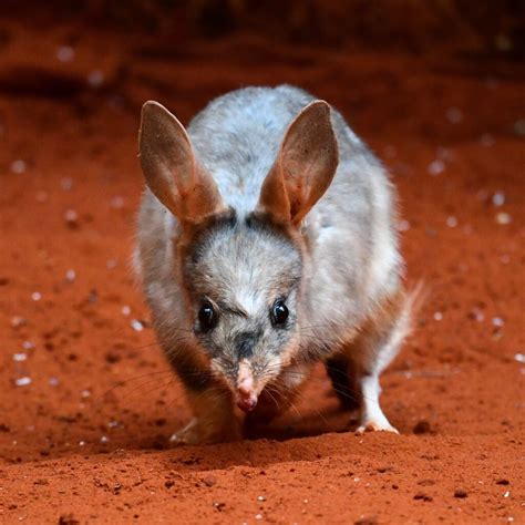 Bilby Genome Project