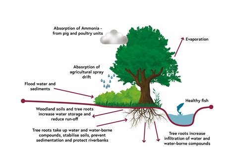Making space for nature – to benefit water – Forestry Commission
