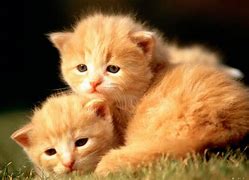 Image result for Spring Desktop Backgrounds with Animals